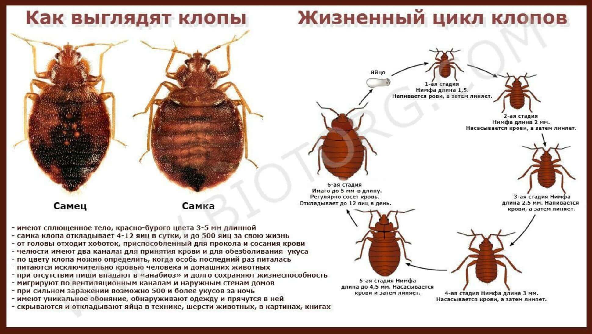 Сколько живут клопы. Постельный клоп строение. Цикл развития постельного клопа. Как выглядит самка и самец клопа. Постельный клоп самка и самец.